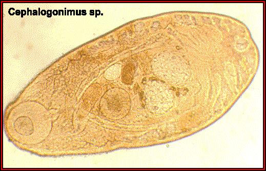 Представитель Семейства Cephalogonimidae